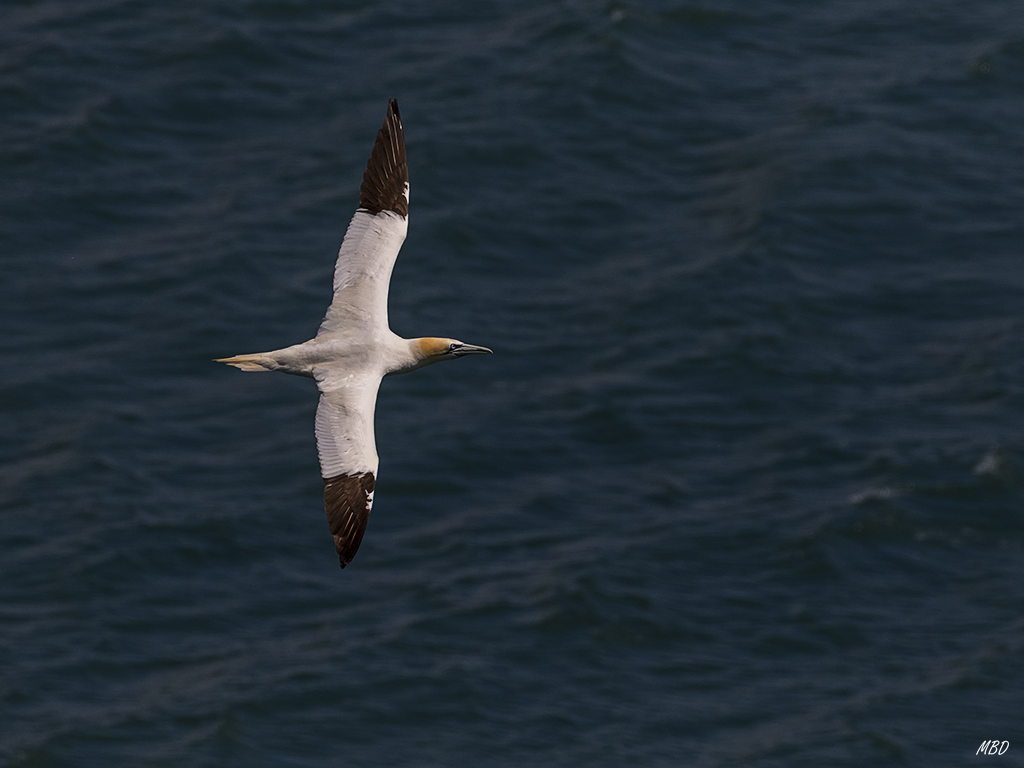 También los alcatraces van y vienen