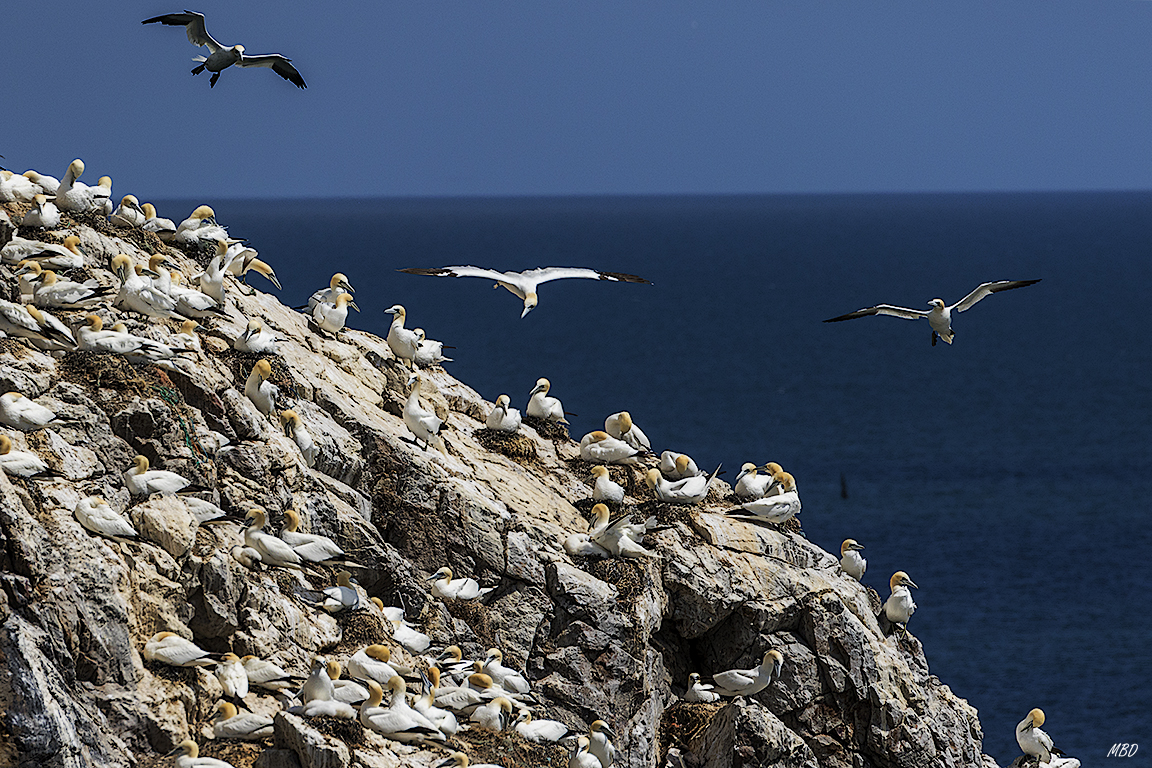 La colonia es un hervidero