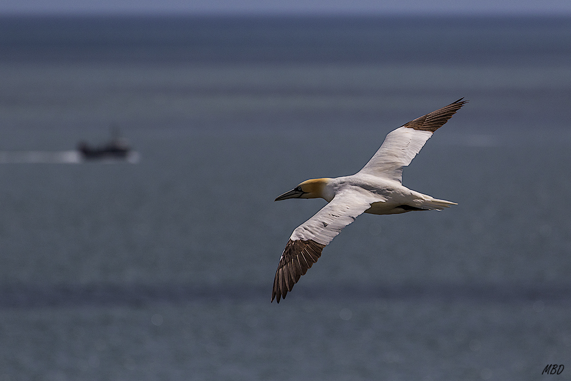 Se recortan contra el mar