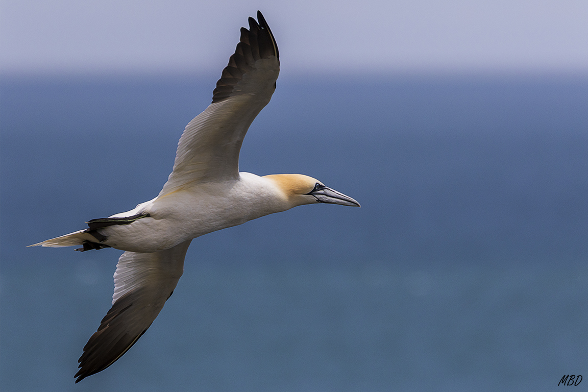 Barriguilla cervecera?