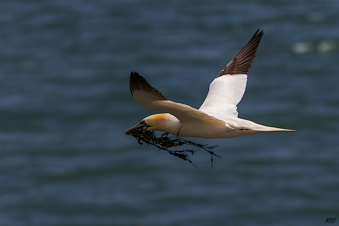 Algunos andan retocando el nido