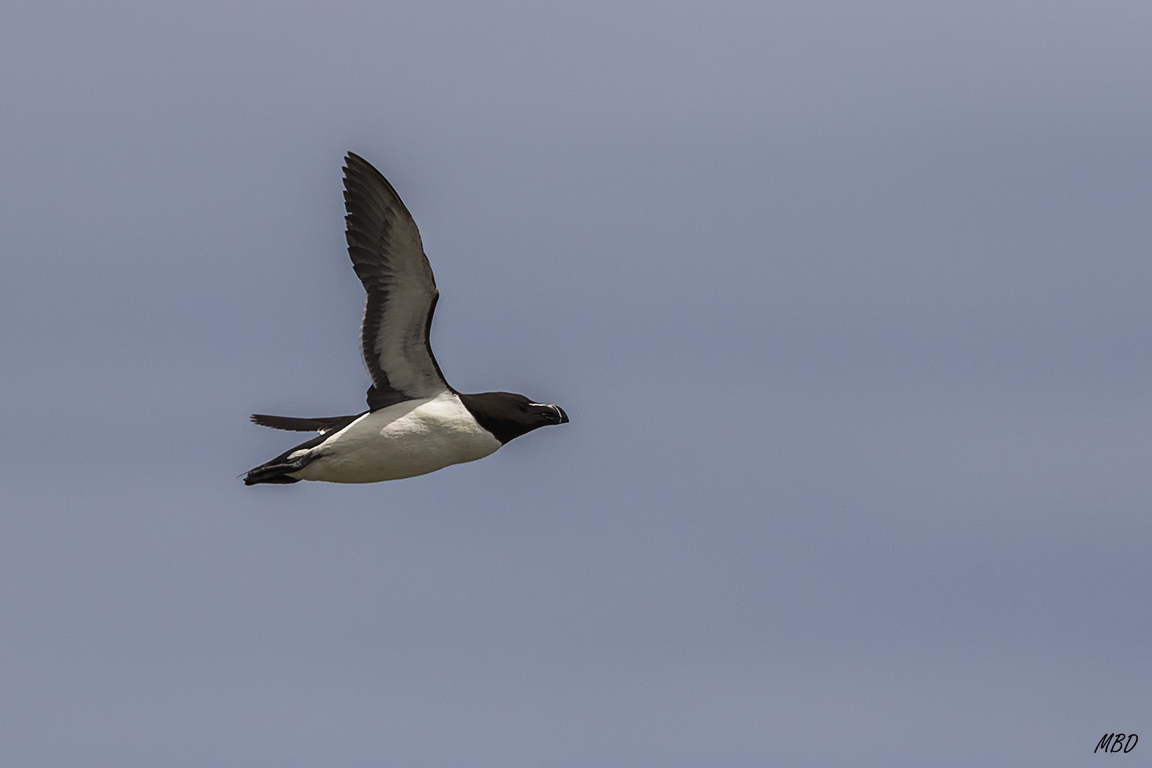 Las alcas también hacen pasadas