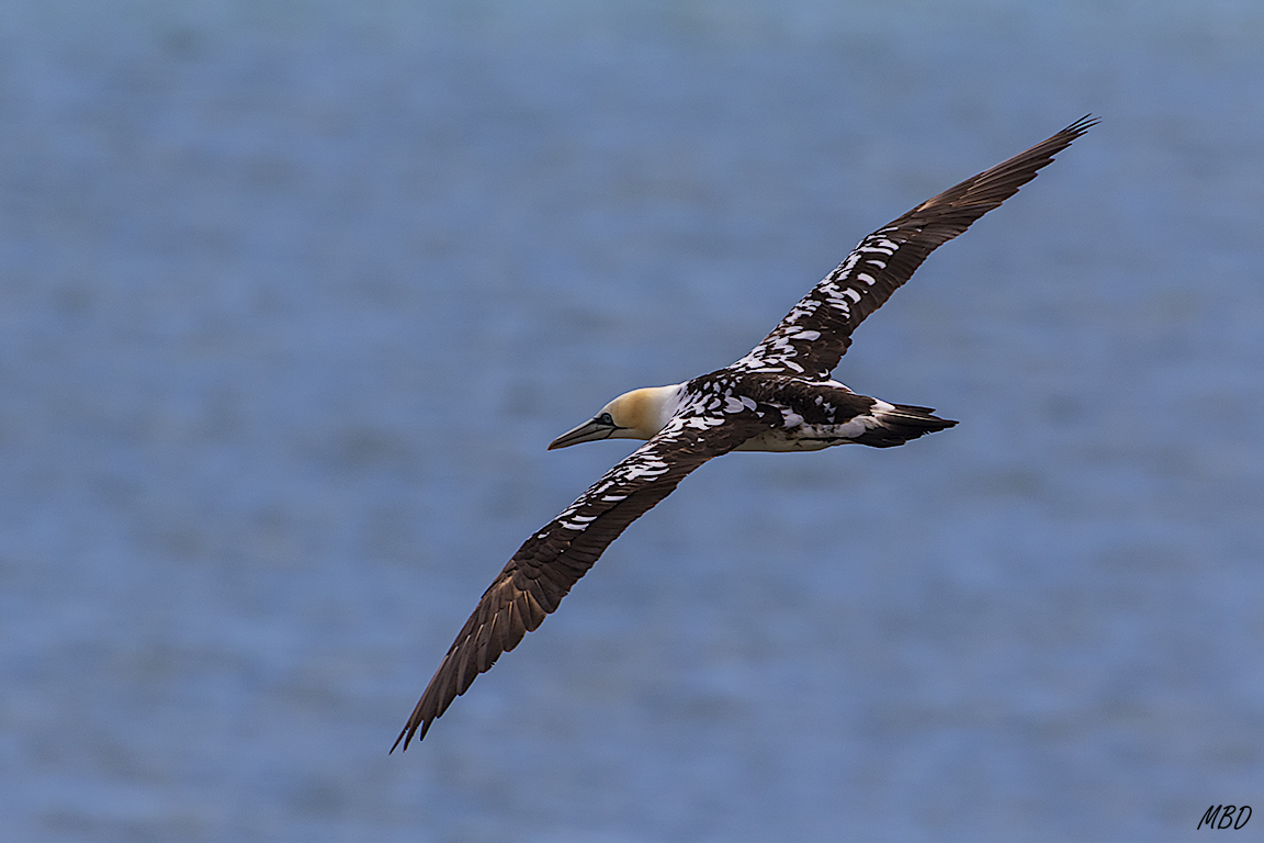 Aún con el plumaje oscuro