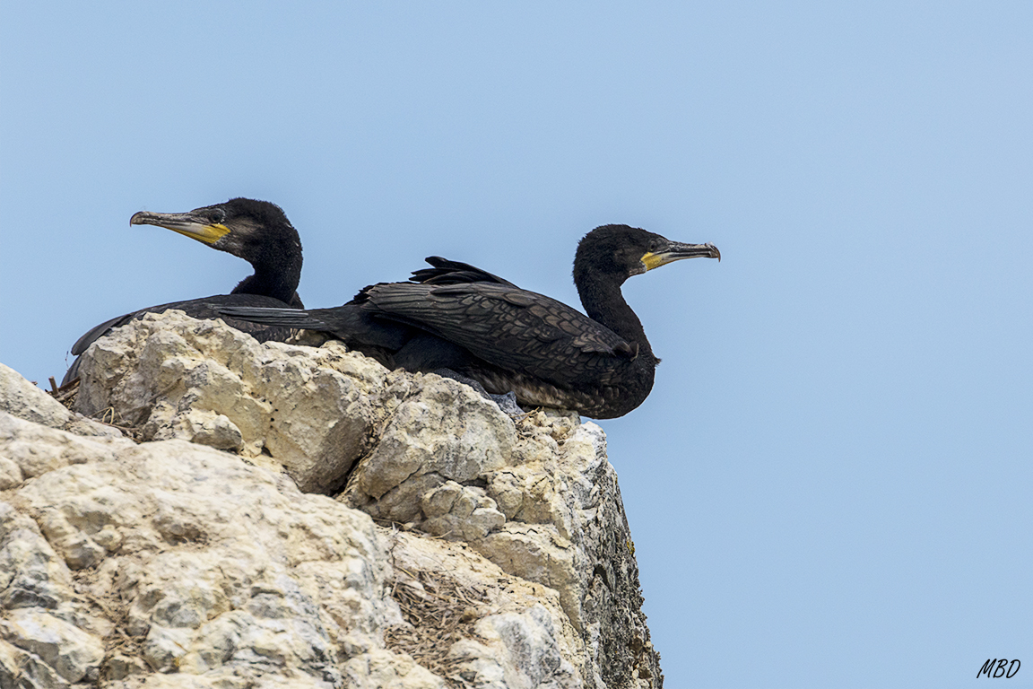 Cormoranes