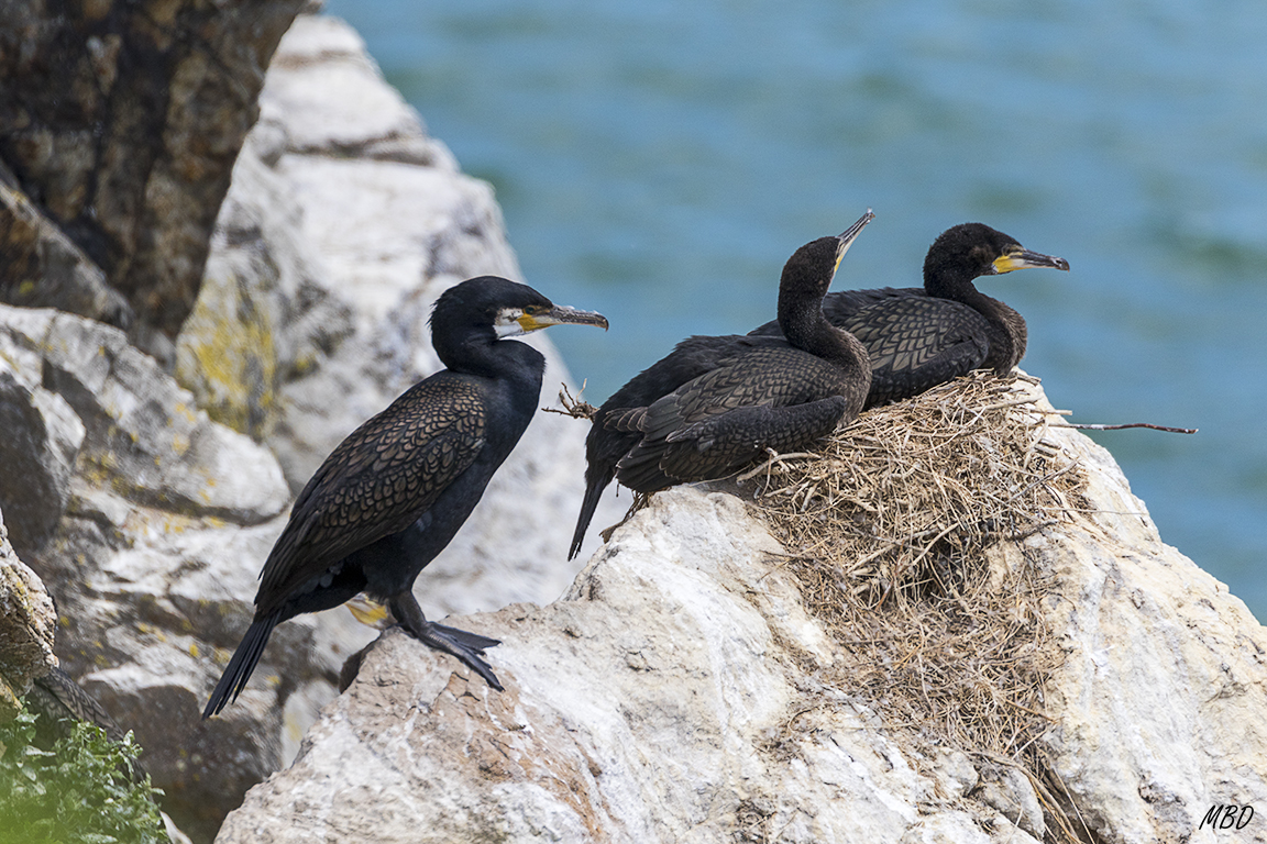 Cormoranes