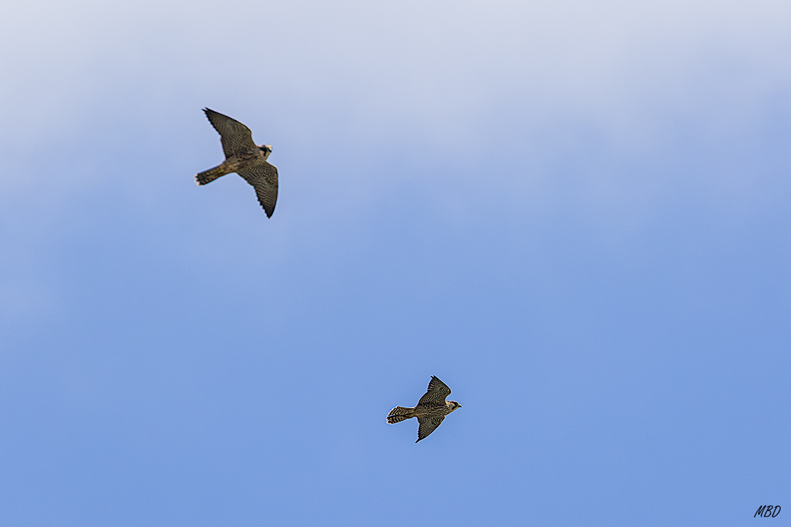 La pareja de halcones continua sus pasadas