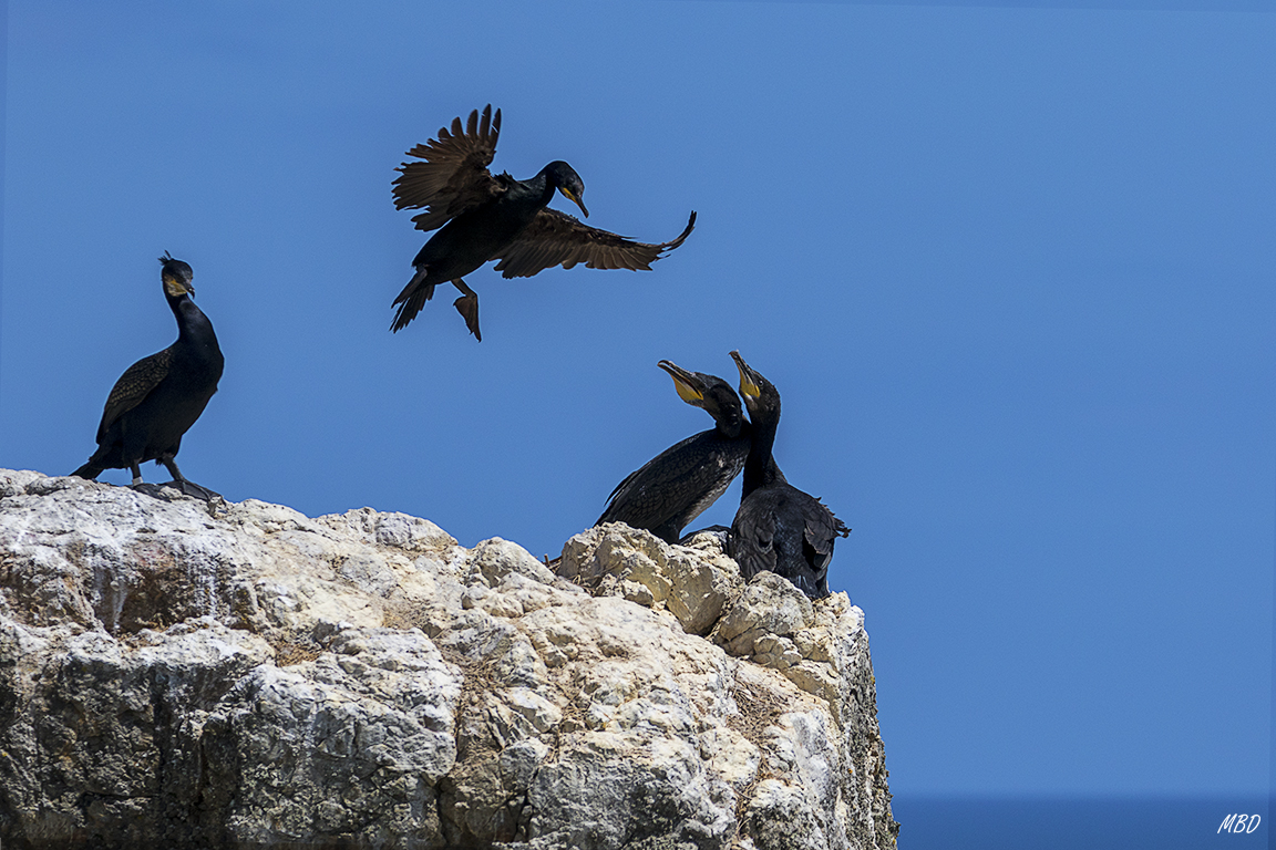 Cormoranes