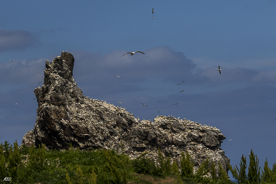 La peña que alberga el grueso de la colonia de alcatraces