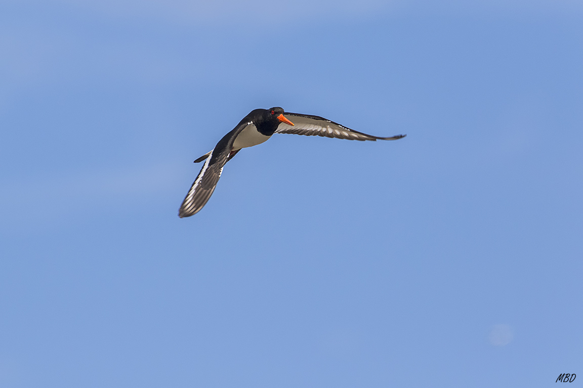 Ya en la playa nos sobrevuela este ostrero