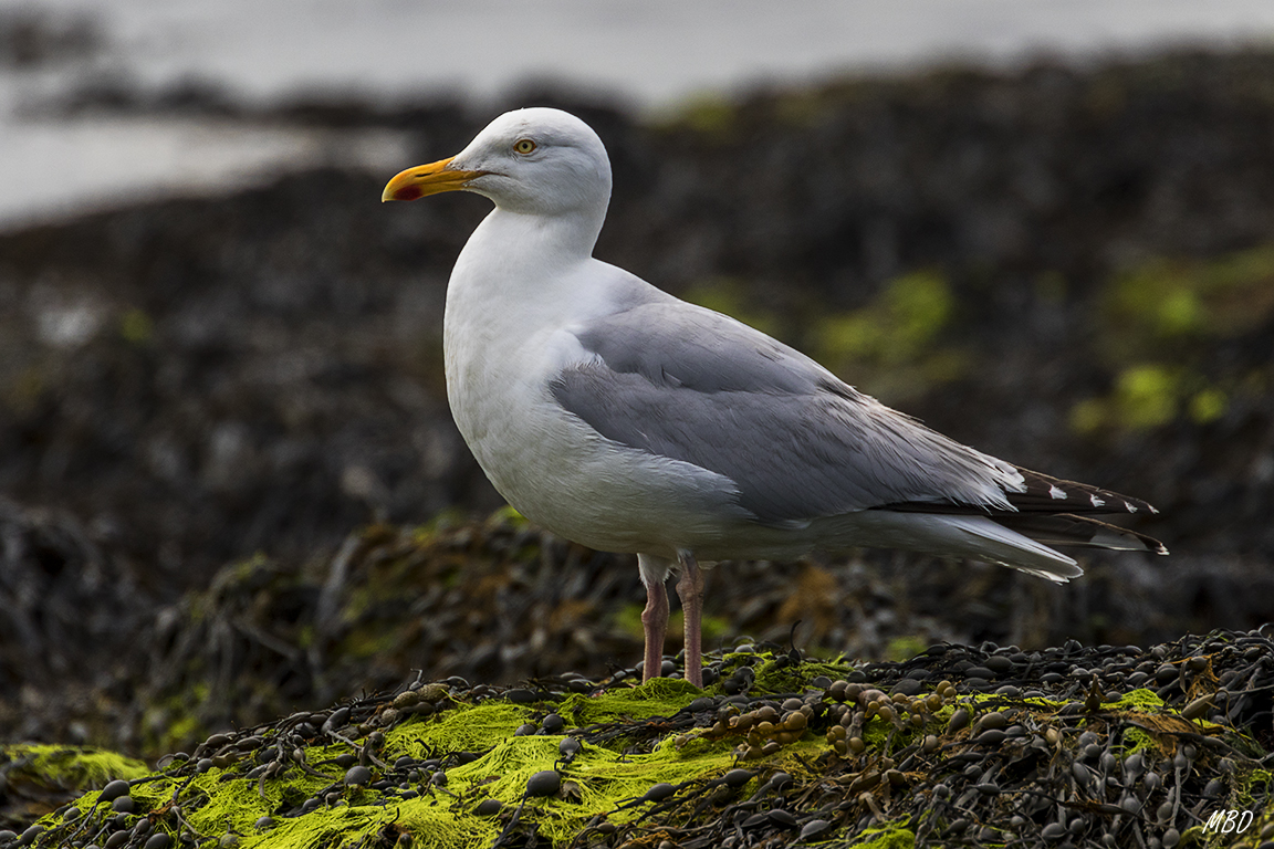 La gaviota se inquietaba menos