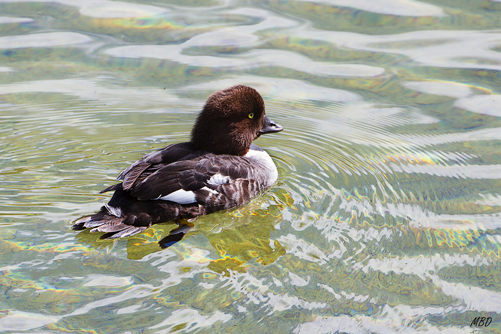 Nunca los había visto