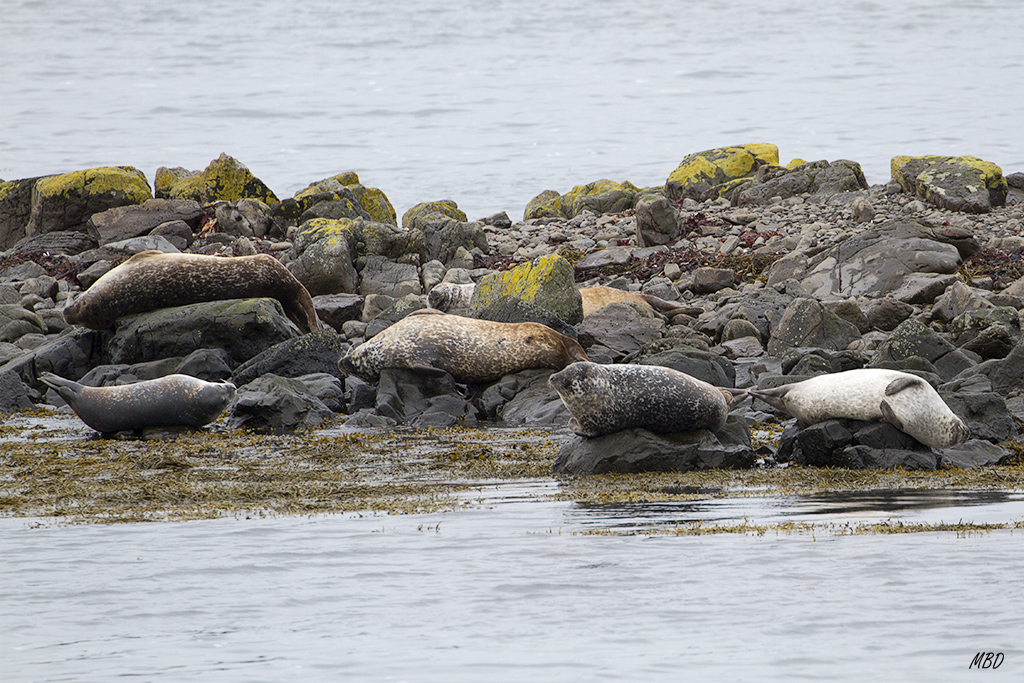 Al tercer intento las vimos