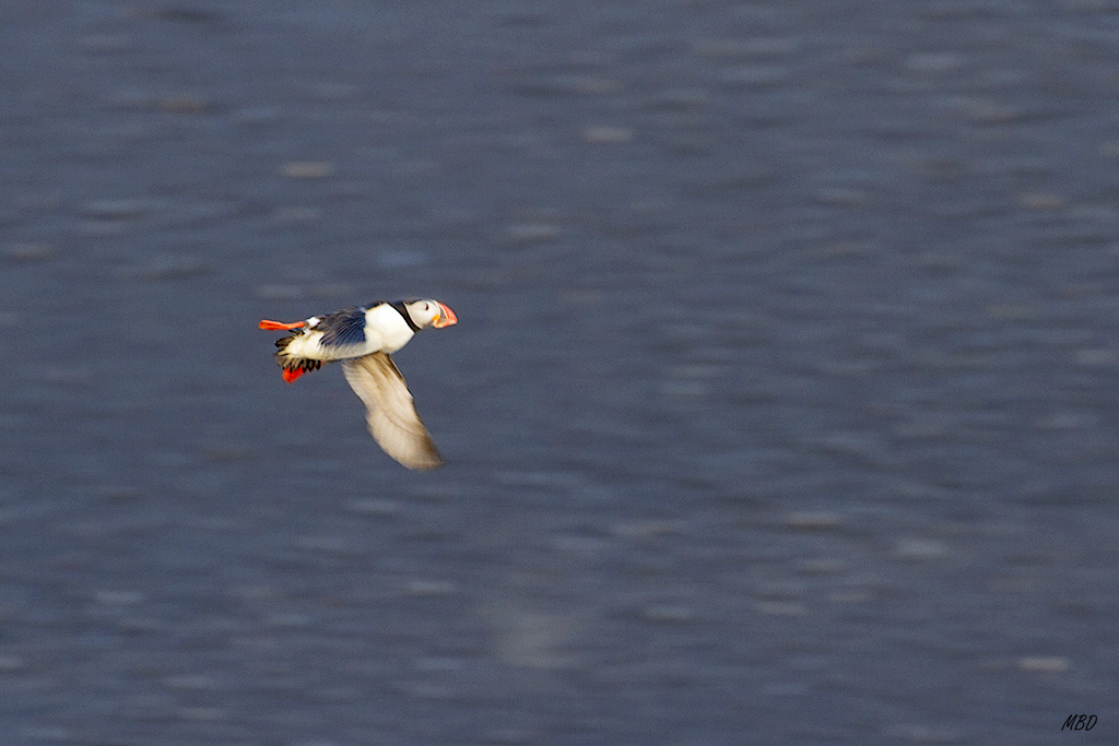 Vik. Quedaban pocos y ljanos. Conseguí la toma con un barrido... 