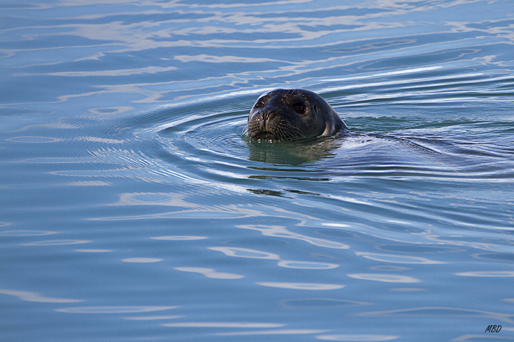 Jokulsarlon. Nadando entre los bloques de hielo.