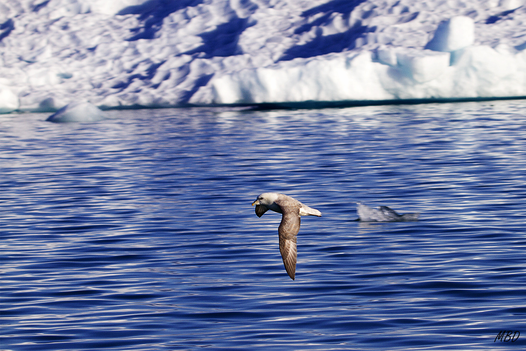 Jokulsarlon. Cruzando el lago.