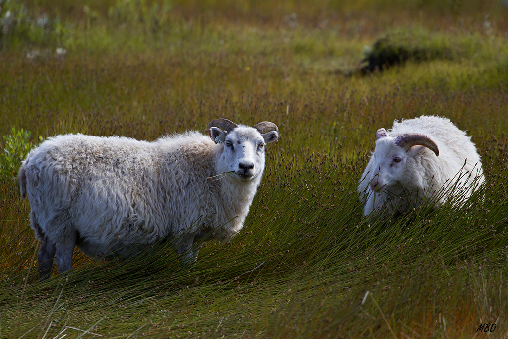Ubícuas, incluso en la carretera