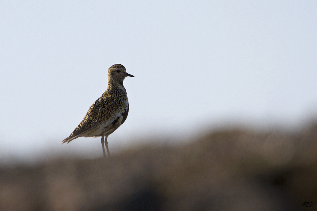 Objetivo ornitológico por excelencia. Un lujo verlo con su ropaje de verano.