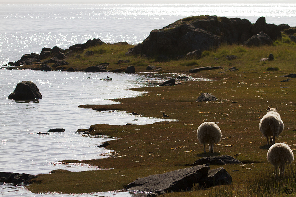 Misterios islandeses