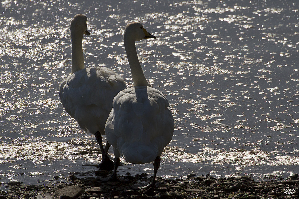 En los fiordos del este, en un día soleado.