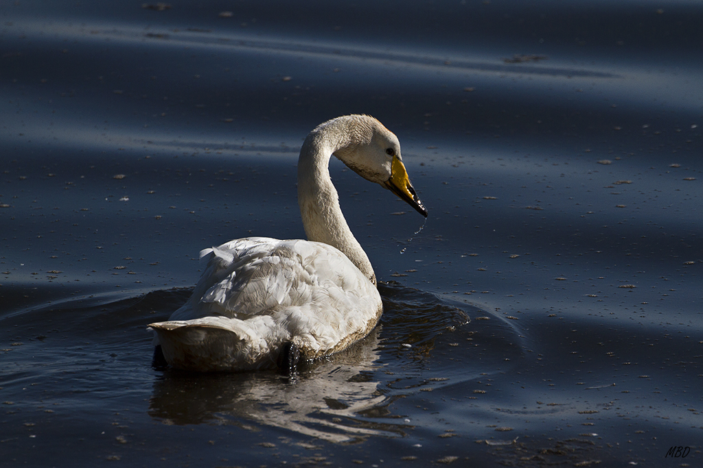Difícil ajustar esos blancos