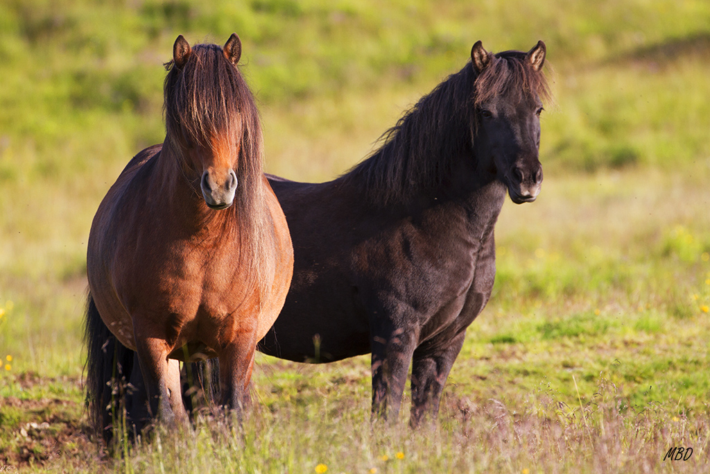 Característicos del país