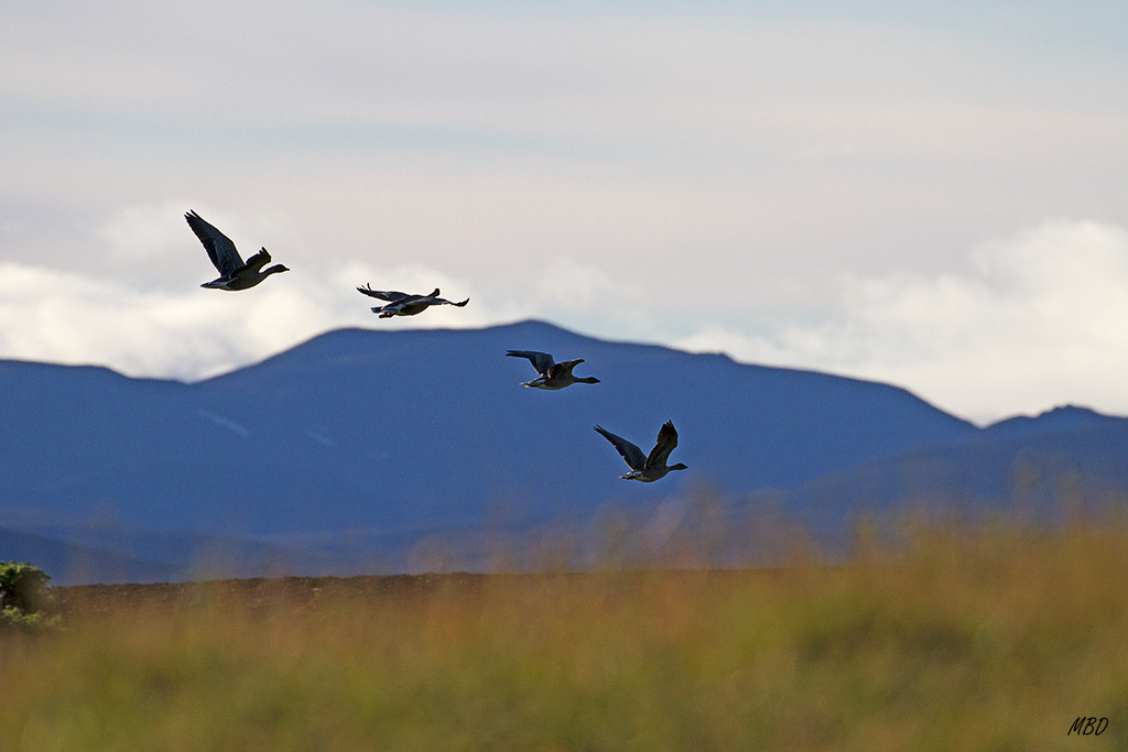 Me gustó el arco que dibujaron en su vuelo
