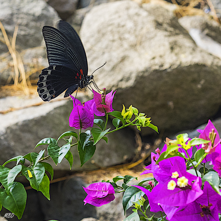 Tuve que perseguirla un buen rato