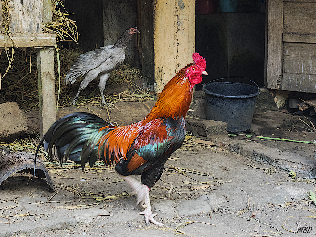 Gallos por todas partes