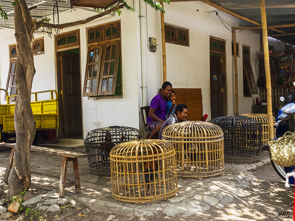 Las peleas y apuestas no son legales, pero...