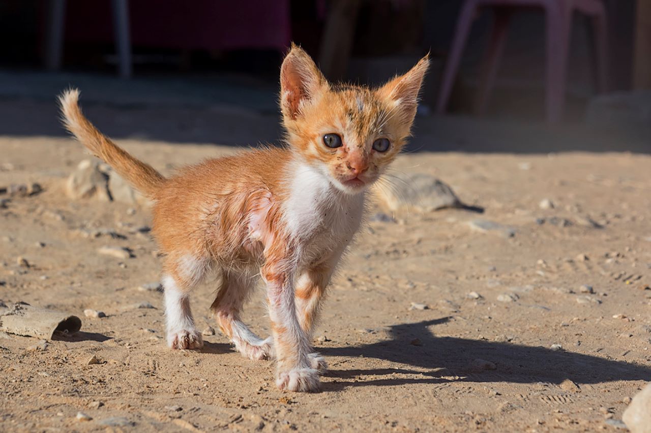 La curiosidad le puede