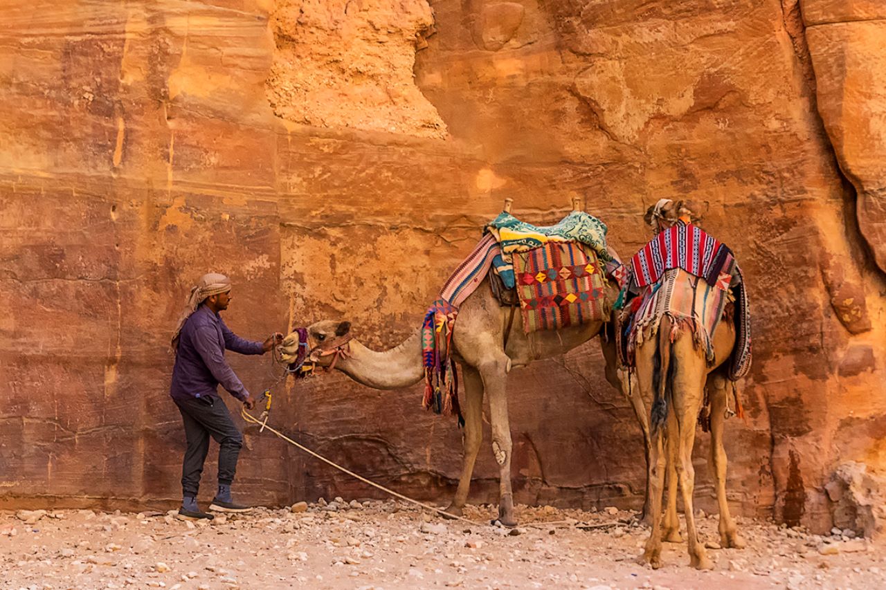 Beduino y dromedarios