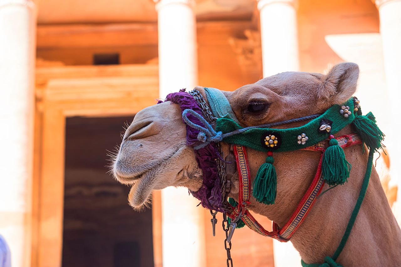 Dromedarios siempre dando ambiente