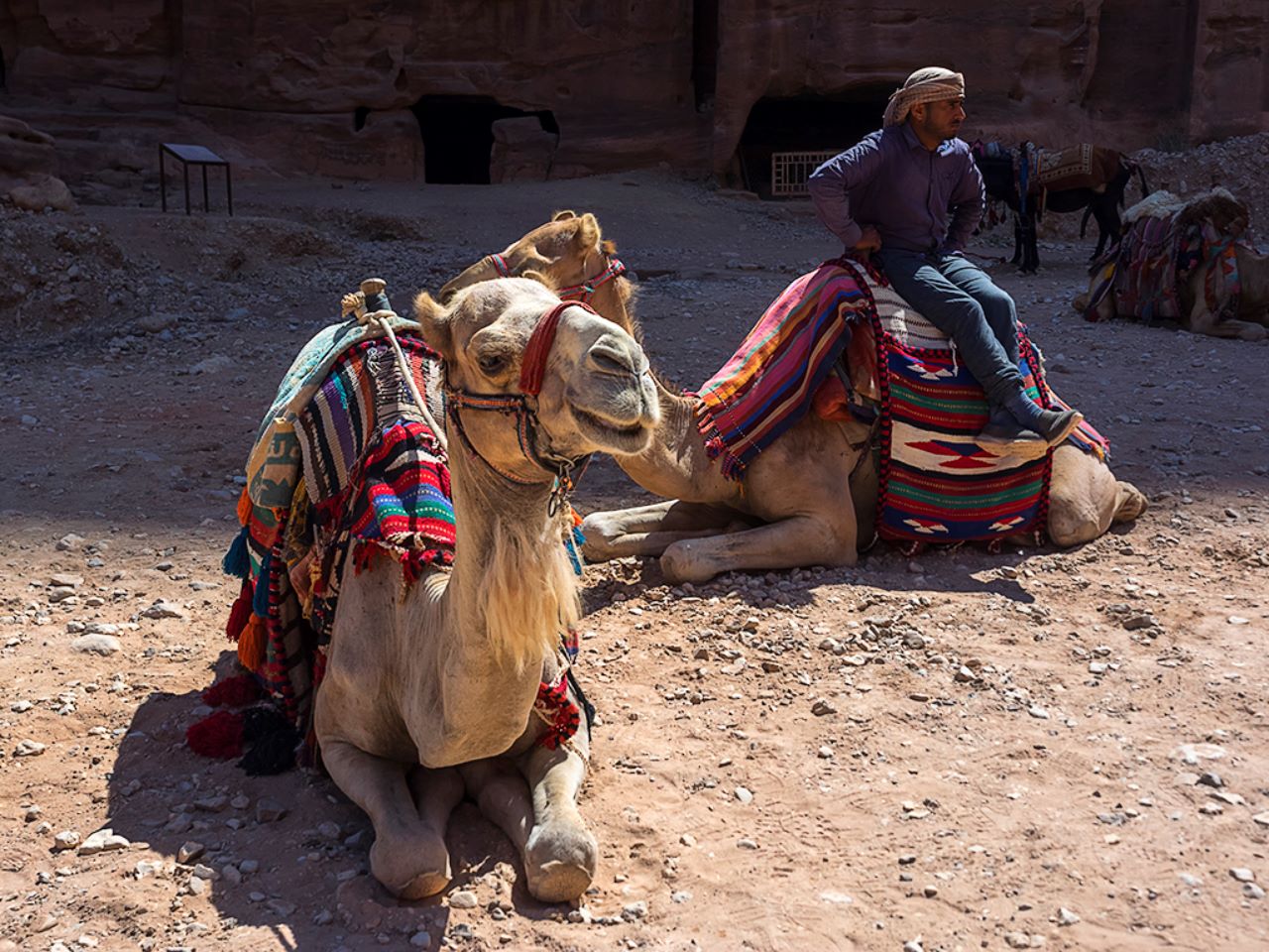 Beduino y dromedarios