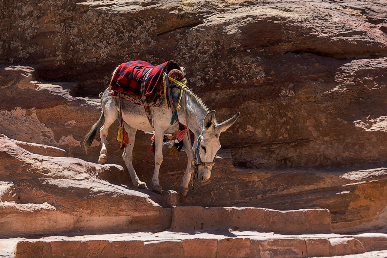 Burro descendiendo