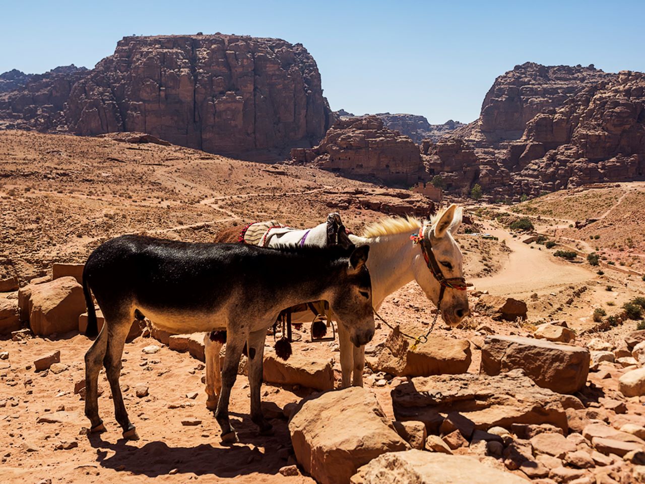 Omnipresentes los burros