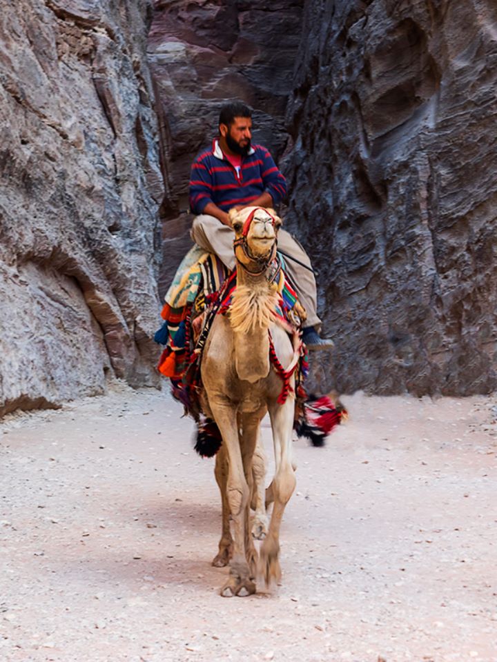 Beduino y dromedario