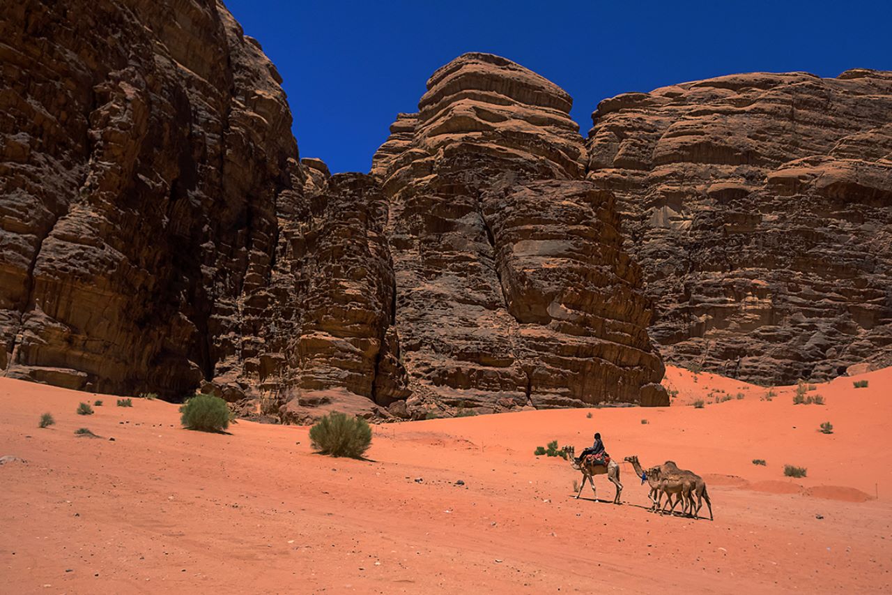 Dromedarios y beduinos