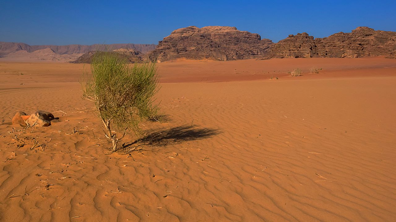 Plantas de supervivencia heróica