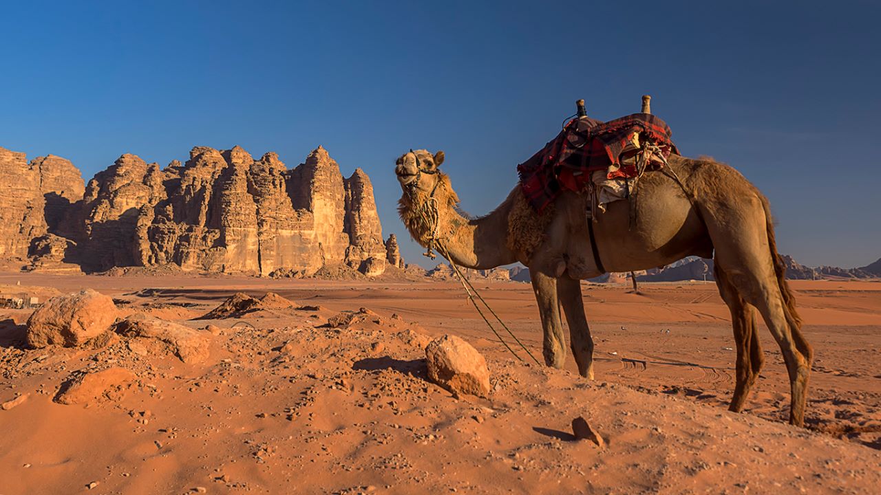 La mañana en el campamento