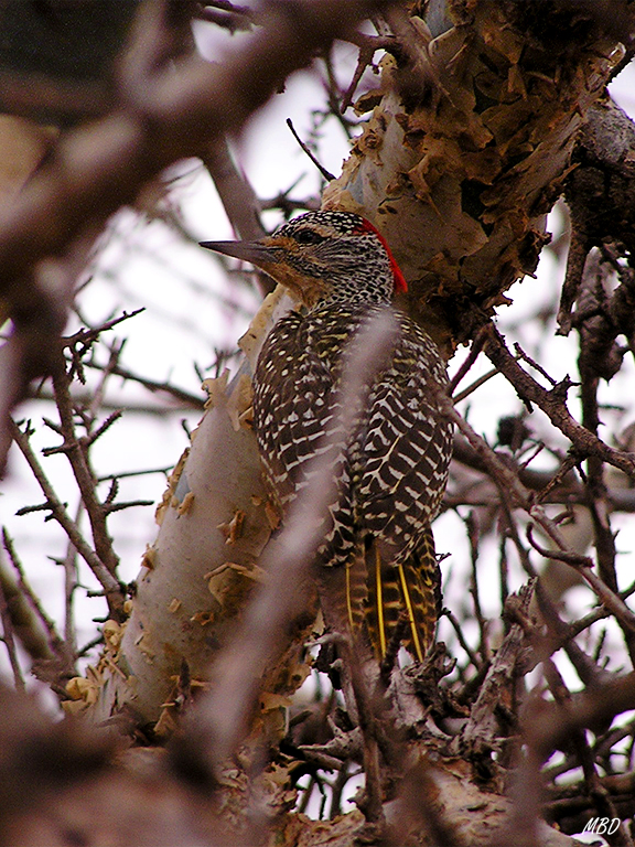 Se mantuvo entre ramas.