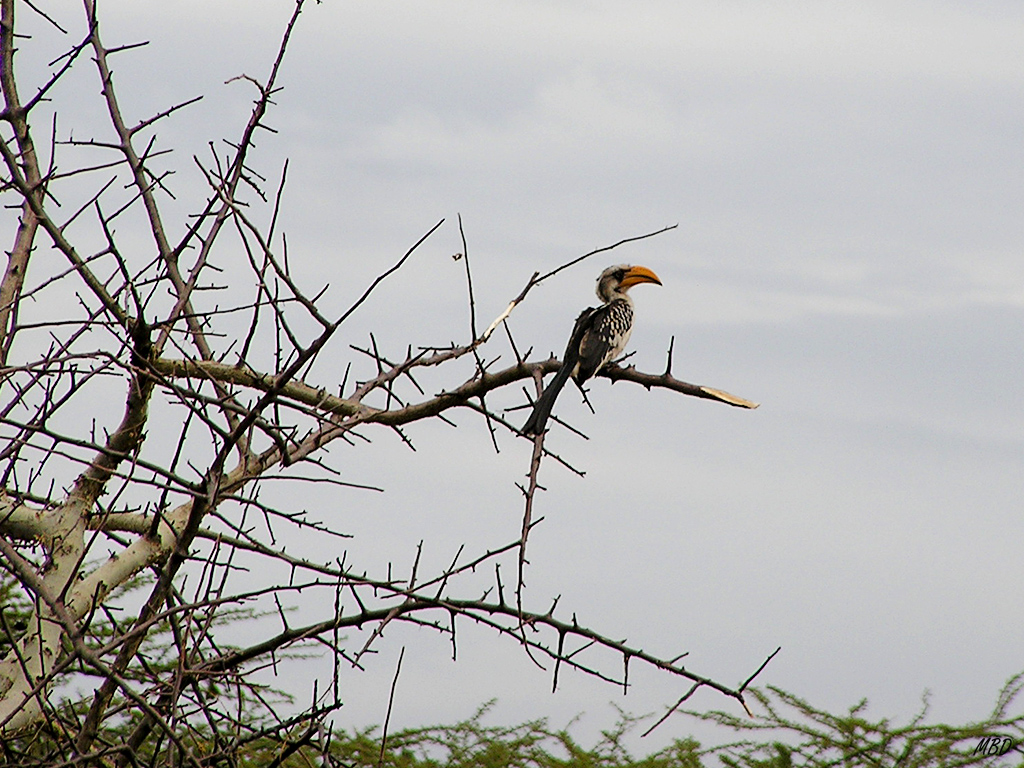 Más fáciles de fotografiar que las aves aquí...