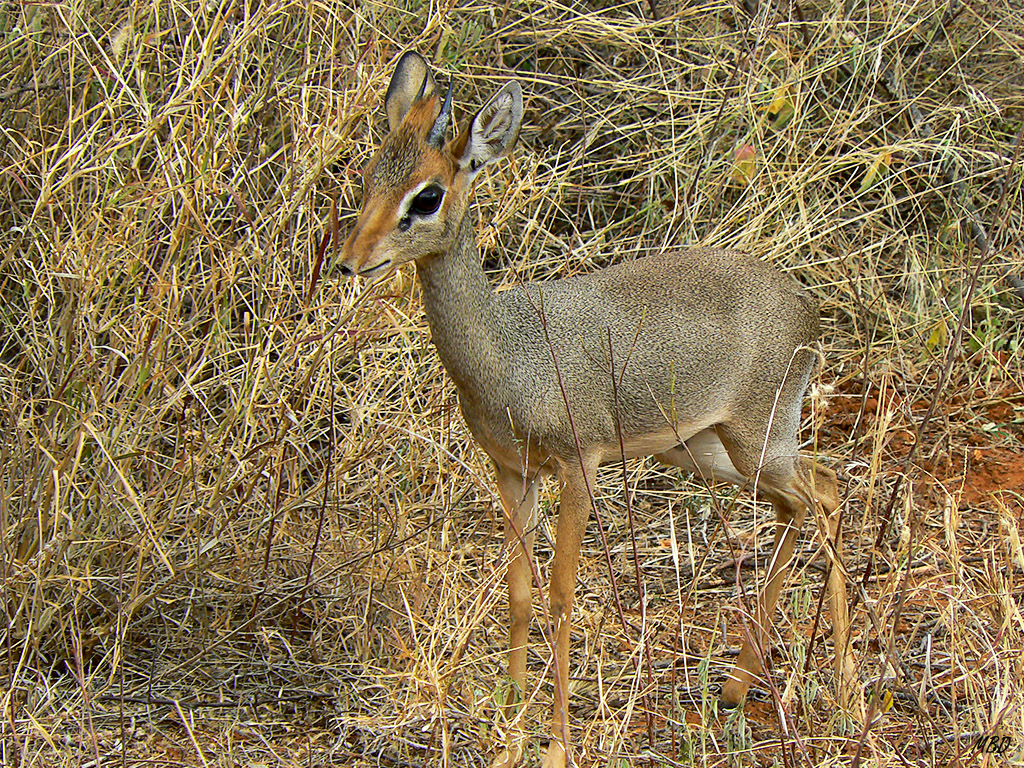 Realmente sorprende el pequeño tamaño de este antílope.
