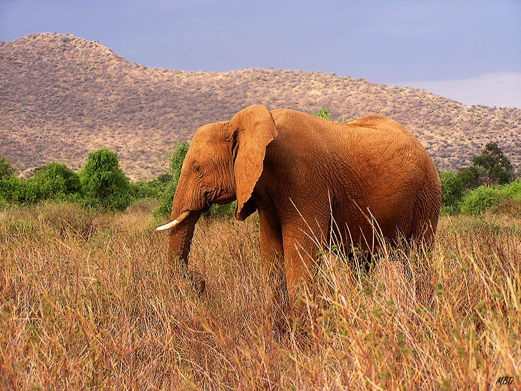 Gigante de la sabana.