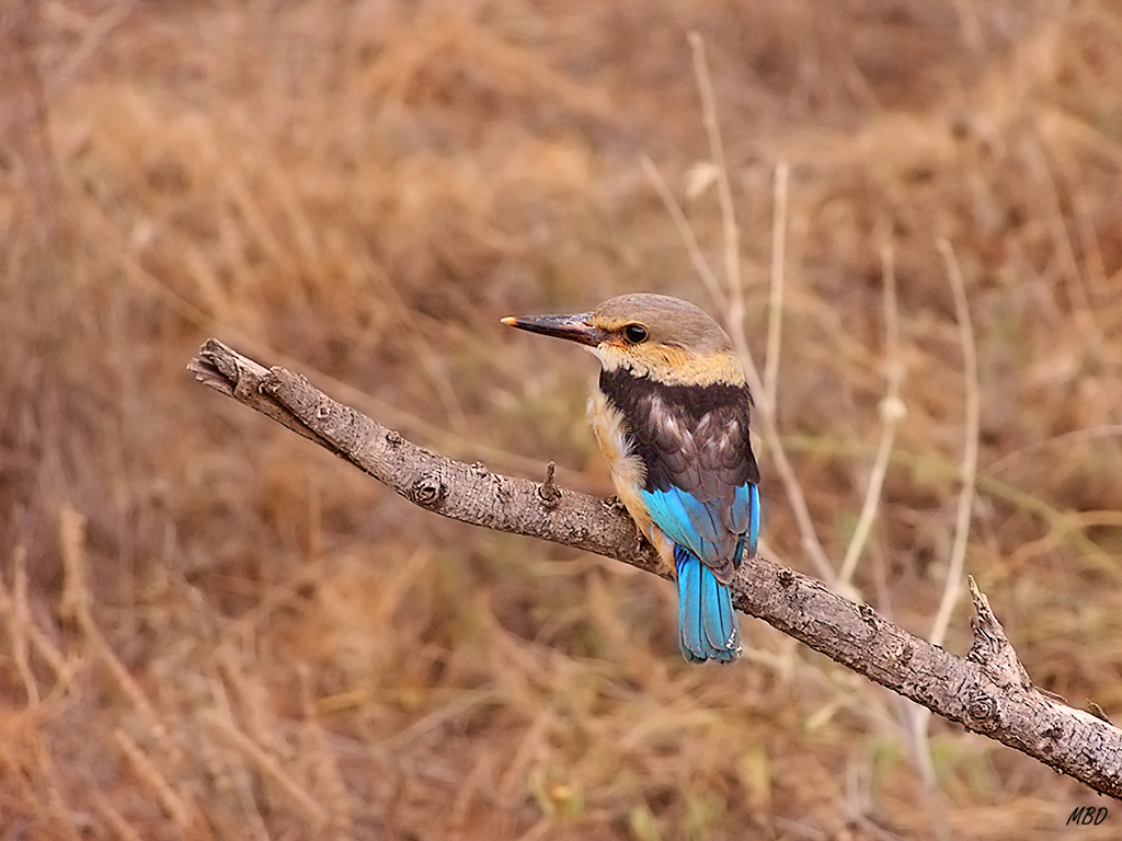 No sólo los mamíferos son interesantes.