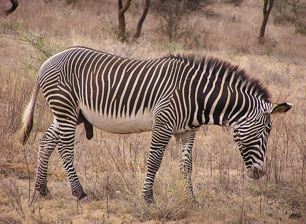 Esta especie es especial en este parque.