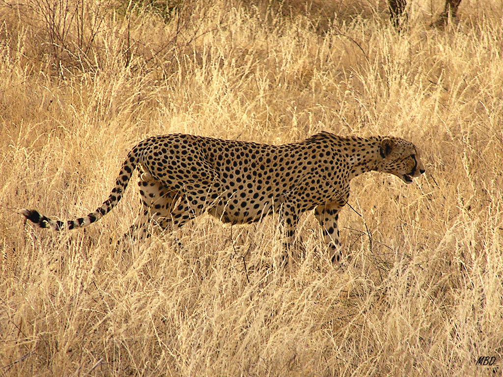 Difíciles de ver cuando se tumban entre las hierbas altas.