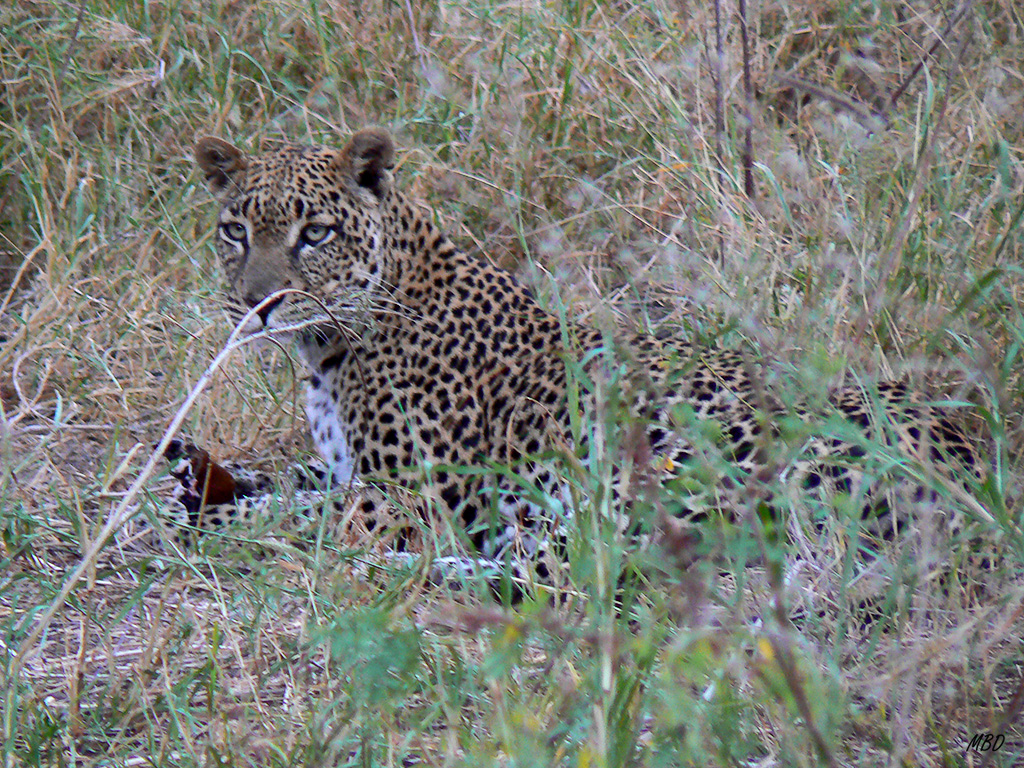 No era fácil avistarlos.