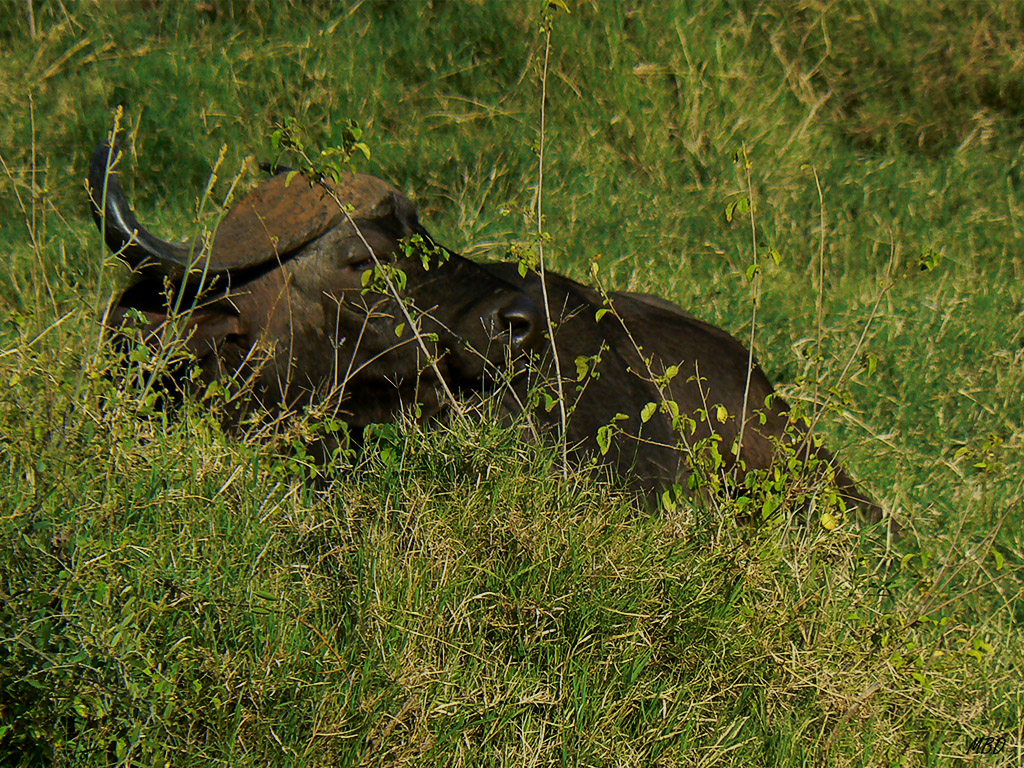 Atractivo su perfil recostado entre la hierba.