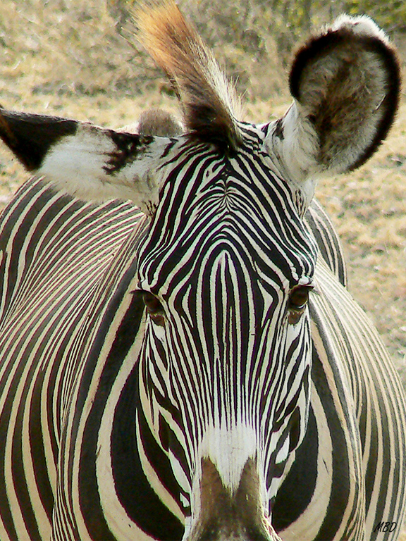 La mirada, la cresta... quería centrarme en esos detalles.