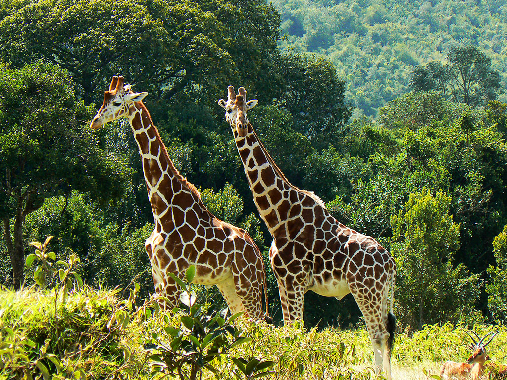 Menos extendida que la masai.